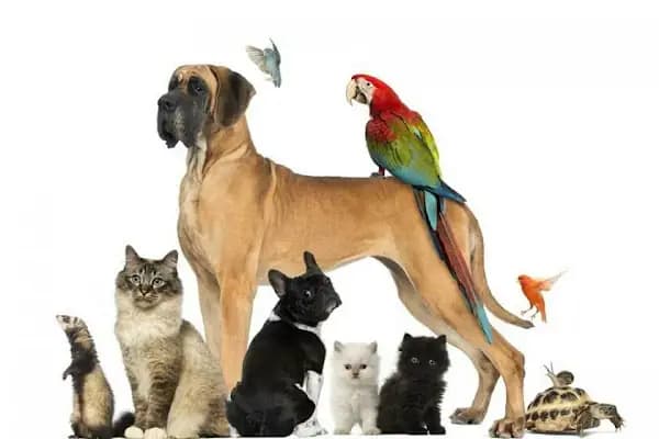 İstanbul petshop esenler - Evcil hayvan mağazası - İstanbul Küçükçekmece