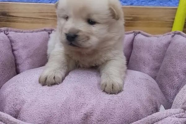 Patilidost Petshop - Evcil Hayvan Malzemeleri Mağazası - Ankara Mamak