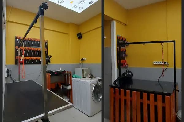 SHOW PET KUAFÖR | Anestezisiz Kedi ve Köpek traşı | - Evcil Hayvan Kuaförü - İstanbul Ataşehir