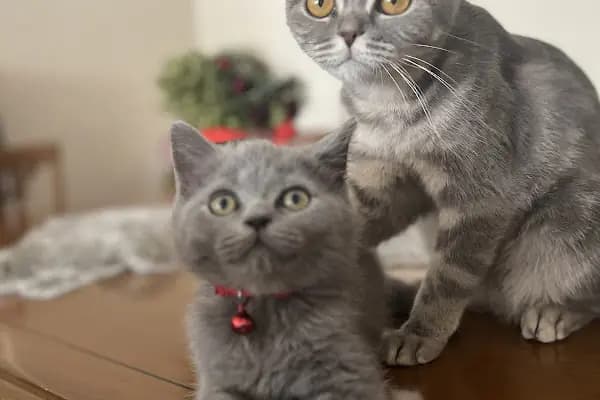 PAKİZE PET VETERİNER KLİNİĞİ - Veteriner - Diyarbakır Bismil