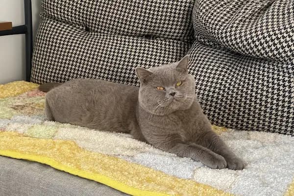 Şifa veteriner kliniği - Acil Durum Veterinerlik Hizmeti - Ankara Etimesgut
