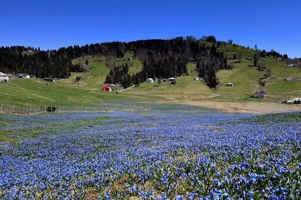 Kadıralak Tabiat Parkı - Milli Park - Trabzon Köprübaşı