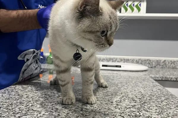Pati Vet Veteriner Kliniği - Diyarbakır - Veteriner - Diyarbakır Bağlar