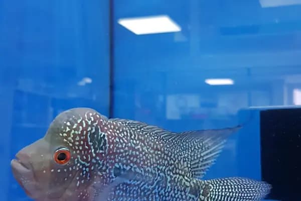 MOBA PETSHOP AKVARYUM - Evcil hayvan mağazası - Ankara Etimesgut