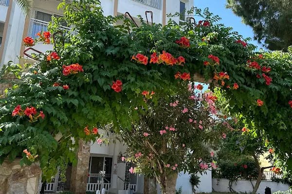Yan otel - Otel - Mersin Tarsus