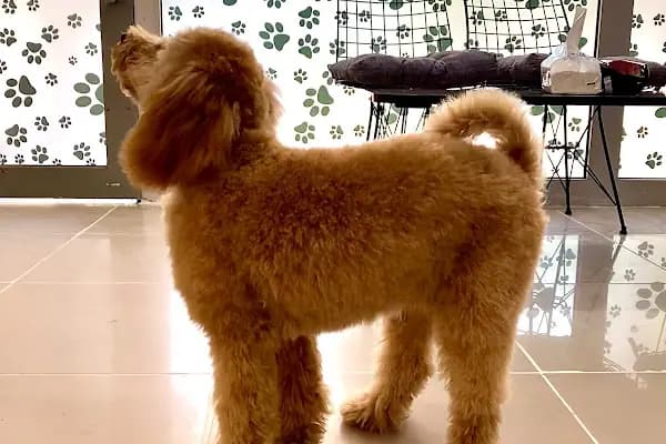 MIHAV Petshop - Evcil Hayvan Kuaförü - Manisa Yunusemre