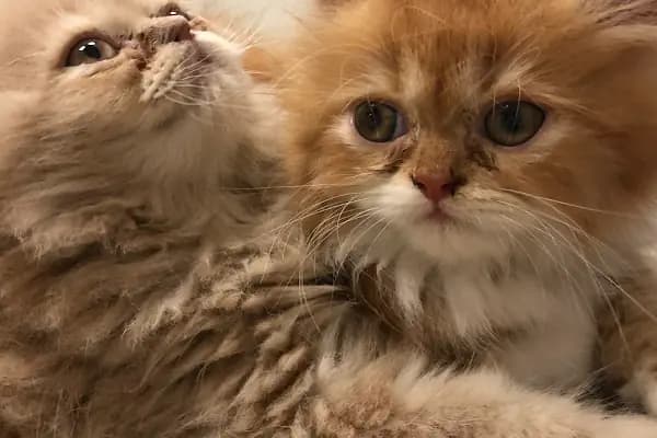 Alsancak Doğa Veteriner Kliniği - Veteriner - İzmir Karabağlar