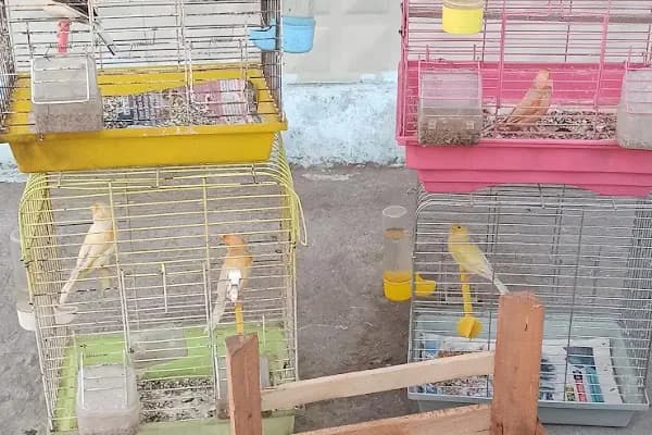 AKBOSTAN PETSHOP - Evcil hayvan mağazası - Konya Meram