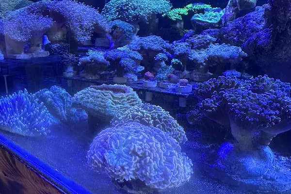 Ensu Coral Reef - Akvaryum Mağazası - Ankara Keçiören