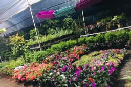 ALANYA BOTANİK PEYZAJ VE ÇİÇEK