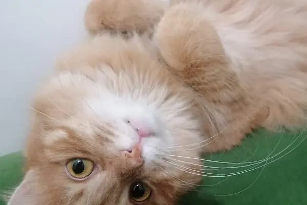 Vet 16 Veteriner Kliniği - Veteriner - Bursa Osmangazi