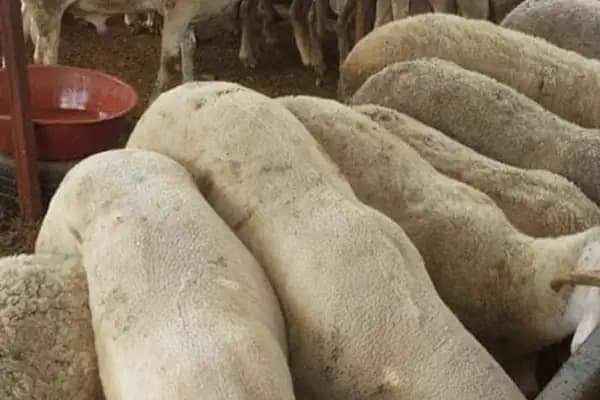 Bizim Adaklık Kurbanlık - Hayvanat Bahçesi - İstanbul Sarıyer