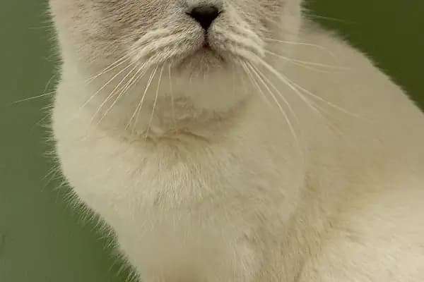 Alpadu Veteriner Kliniği - Arnavutköy veteriner kliniği - Kedi -Köpek - Kafes kuşları - Egzotik hayvan - Veteriner - İstanbul Arnavutköy