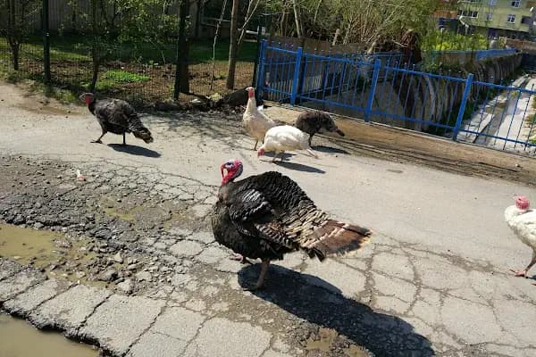 Dedeoğlu Yediemin Otoparkı - Otopark - İstanbul Arnavutköy
