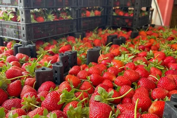 Kapar Çilek Tarım Ürünleri - Gıda Komisyoncusu - Mersin Anamur