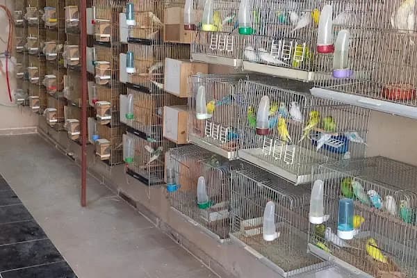 KERİM KUŞÇU PETSHOP - Evcil hayvan mağazası - Adana Ceyhan