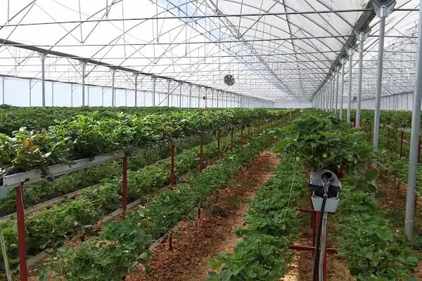 Trabzon Güven Ekmek Fırını - Fırın - Samsun 19 Mayıs