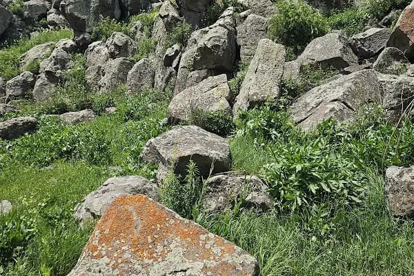 Boyuntaş Köyü Muhtarlığı - Ulusal Orman - Kars Digor