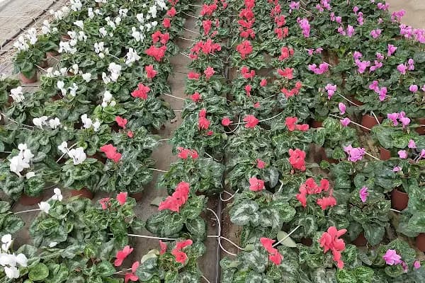 FLORA SÜS BİTKİLERİ - Çiçek Toptancısı - İzmir Bayındır