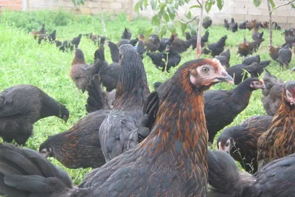 Pehlivanlar Hayvancılık - Organik Gıda Marketi - Edirne Havsa
