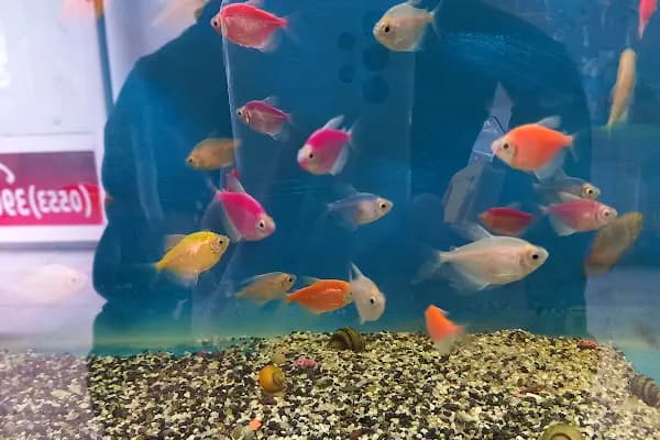 Yağmur Petshop - Evcil hayvan mağazası - Mersin Anamur