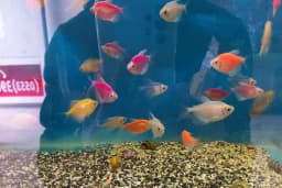 Yağmur Petshop