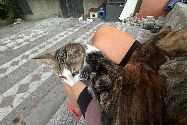 Vetvision Kuş ve Pet Veteriner Kliniği - Veteriner - İstanbul Bağcılar