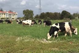 KOÇ BESİ ÇİFTLİĞİ