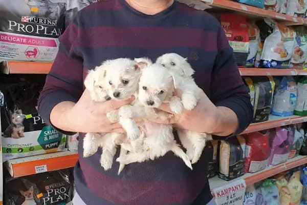 Amazon Petshop Çerkezköy - Evcil Hayvan Malzemeleri Mağazası - Tekirdağ Kapaklı