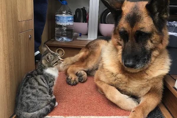 Mersin PetVET Veteriner Kliniği - Veteriner - Mersin Mezitli