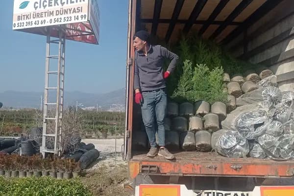 Poyraz Çiçekçilik Bitki Üretim Satış - Bitki Uzmanı - İzmir Karabağlar