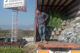 Poyraz Çiçekçilik Bitki Üretim Satış
