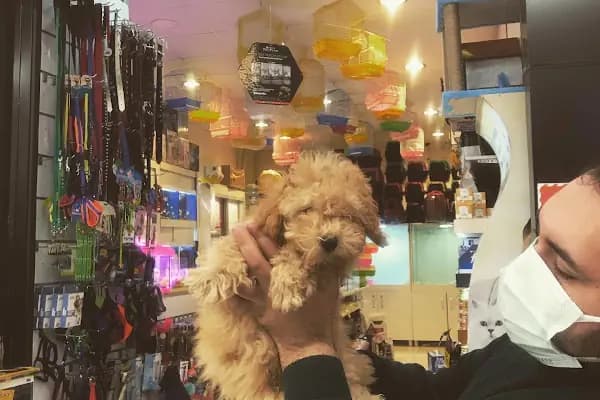 City PetShop -Kedi Köpek Kuş Balık Kaplumbağa Ginepig Tavşan Papağan Scottih Fold British - Evcil Hayvan Malzemeleri Mağazası - Ankara Yenimahalle