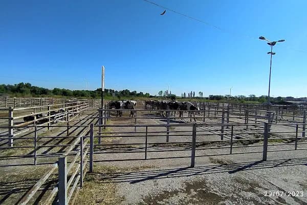 Havsa Belediyesi Canlı Hayva Pazarı - Çiftlik - Edirne Keşan