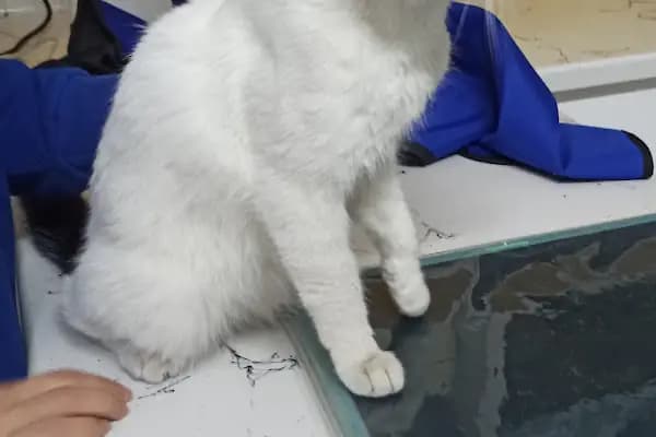 Konya | Vetonya Veteriner Kliniği - Veteriner - Konya Selçuklu
