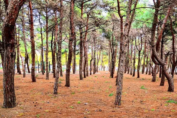 Çamlık Yürüyüş Alanı - Yürüyüş Alanı - Balıkesir Altıeylül