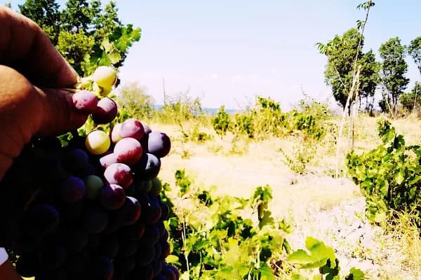 ÇEMREK ÜZÜM BAĞI - Bahçe ürünleri satış merkezi - Van Tuşba