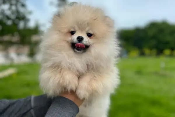Doğa Köpek Üretim Çiftliği - Hayvanat Bahçesi - Kocaeli Darıca