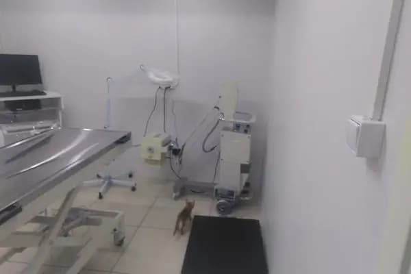 Aytaç Veteriner Kliniği ( Aytaç Cavlak) - Veteriner - Balıkesir Karesi
