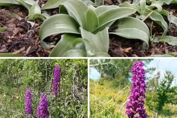 Engiz Salep Evi - Organik Gıda Marketi - Samsun 19 Mayıs