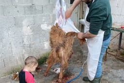 Gözen Kurbanlık Adak
