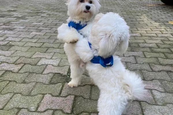 PAMUKÇU DOGHOUSE PETSHOP - Köpek Yetiştiricisi - Bursa Gürsu