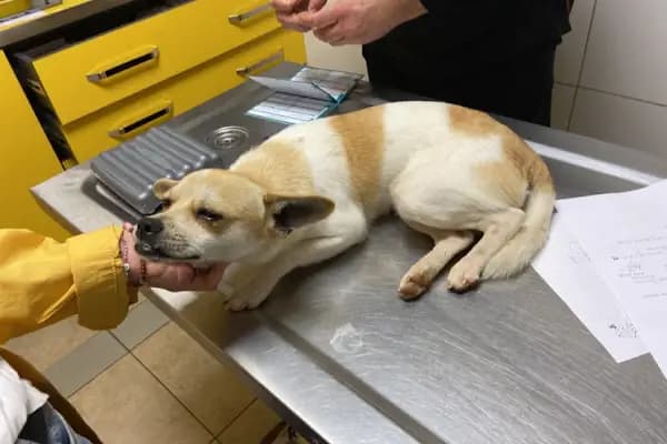Finike Veteriner Kliniği - Veteriner - Antalya Finike