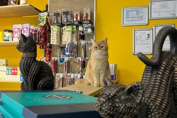 Eryaman Petamica Veteriner Kliniği 7/24 ACİL - Acil Durum Veterinerlik Hizmeti - Ankara Çamlıdere