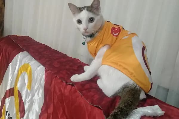 Boncuk pet Veteriner Kliniği ofis yenişehir - Veteriner - Diyarbakır Yenişehir