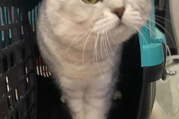 Ayyıldız Petshop Evcil Hayvan Malzemeleri - Evcil Hayvan Malzemeleri Mağazası - Ankara Pursaklar