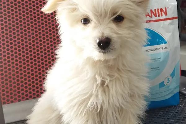 HerkesePet - Toptan ve Perakende Evcil Hayvan Malzemeleri - Petshop - N&amp;D, Hill's, Royal Canin, Pro Plan, Reflex, Spectrum - Evcil Hayvan Malzemeleri Mağazası - Antalya Konyaaltı