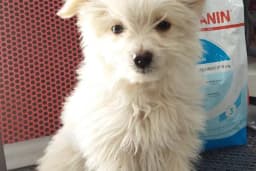 HerkesePet - Toptan ve Perakende Evcil Hayvan Malzemeleri - Petshop - N&amp;D, Hill's, Royal Canin, Pro Plan, Reflex, Spectrum