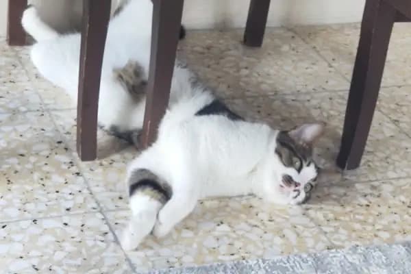 Sevgiyolu Kıraathanesi - Restoran - İzmir Bayraklı