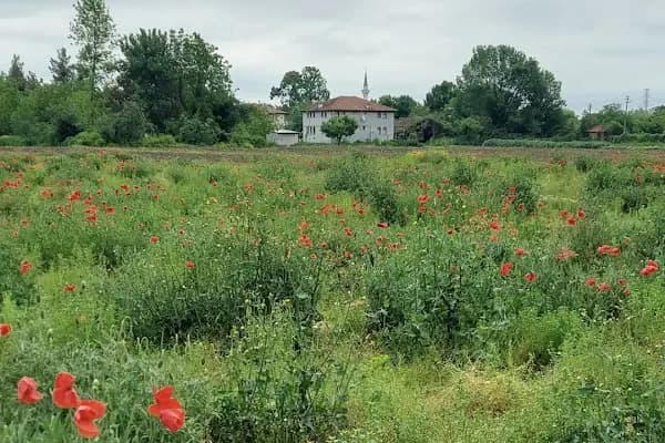 Bekirpaşa Mezarlığı - Mezarlık - Sakarya Adapazarı